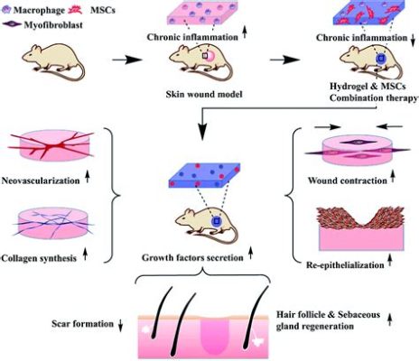 Chitosan Biocompatibility:  Revolutionizing Wound Healing and Drug Delivery