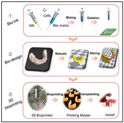 Fibrin: Un matériau naturel pour des applications biomédicales innovantes !