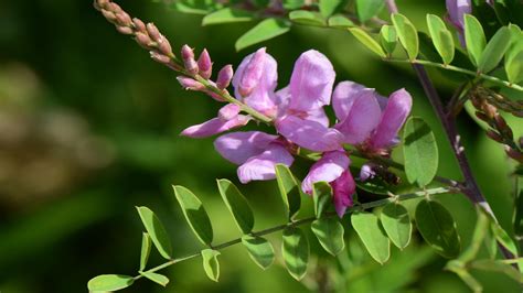 Indigofera Tinctoria: La plante magique qui teinte nos vies !